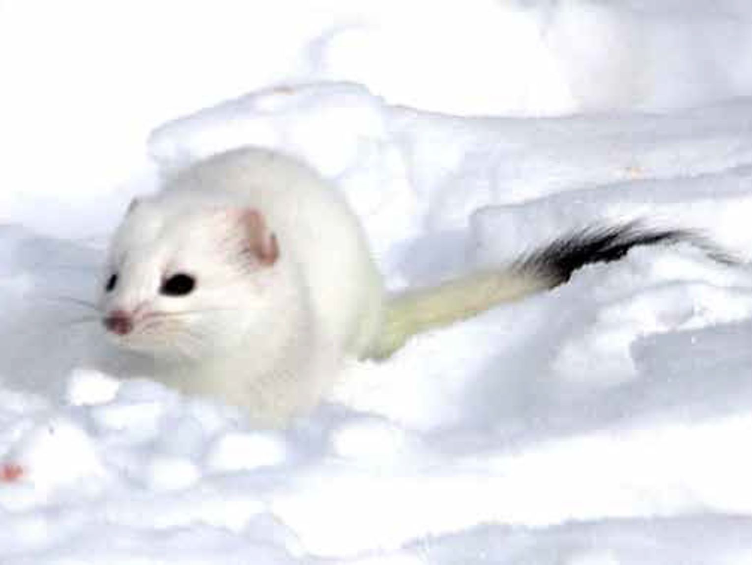 Life in Snow and Books