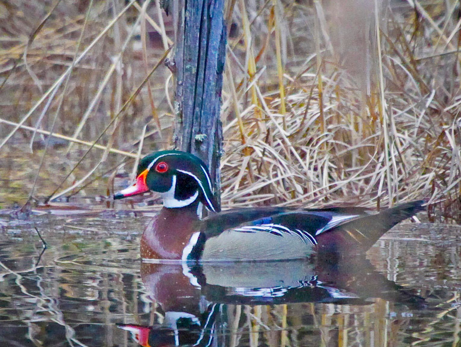 This week’s Minnesota DNR Conservation Officer reports