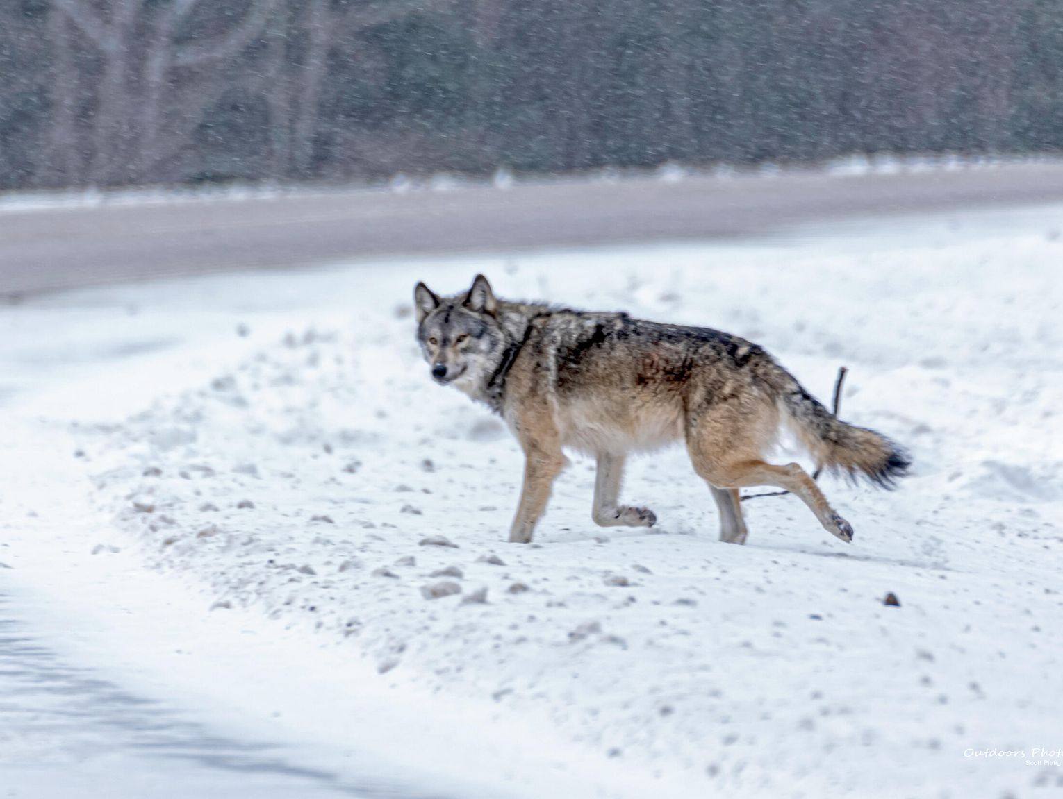 U.S. House passes legislation to delist gray wolf