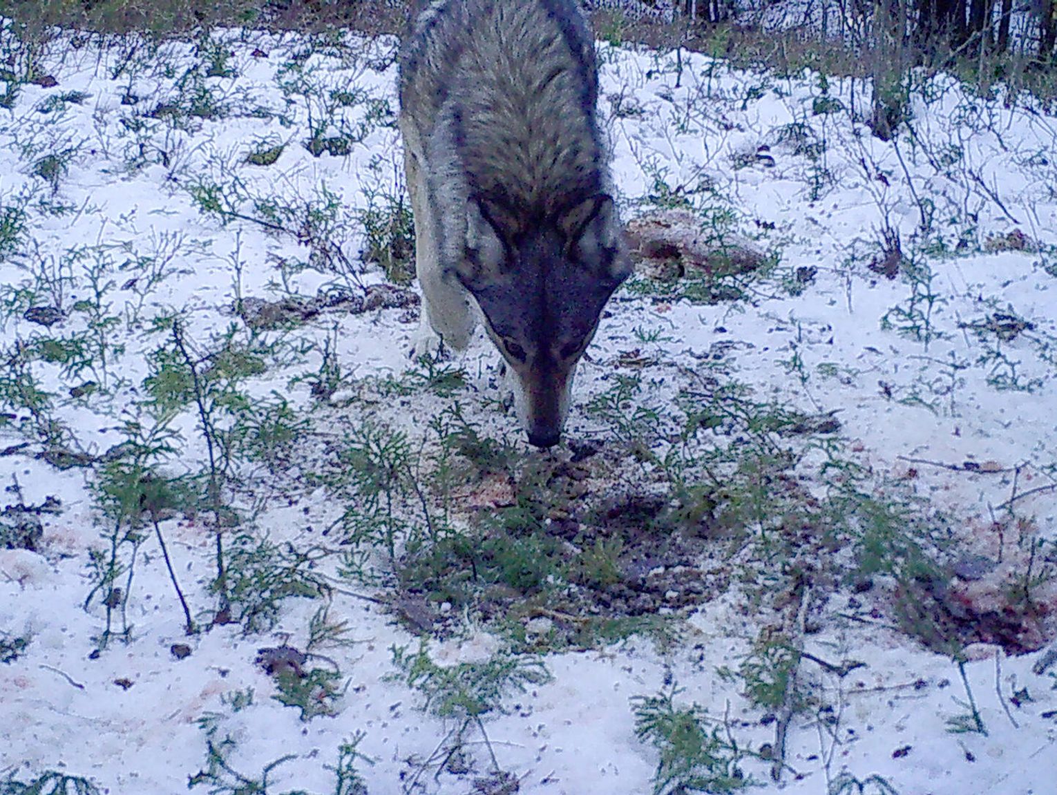 Wolf.Report empowers hunters to share wolf sightings across Minnesota