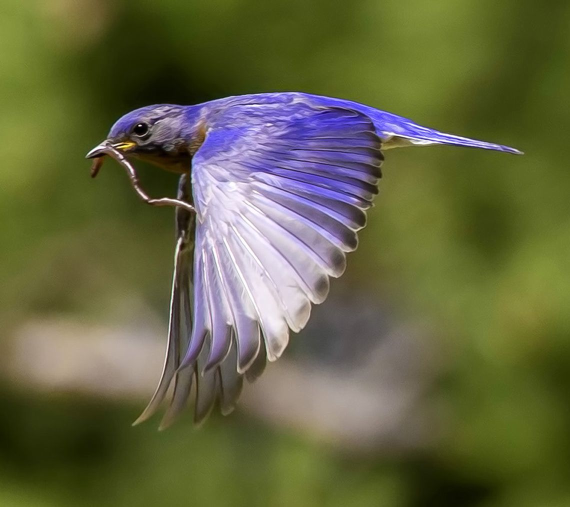 An Eastern Bluebird carries a worm in its mouth. Photo by Snotty Moose Photography.