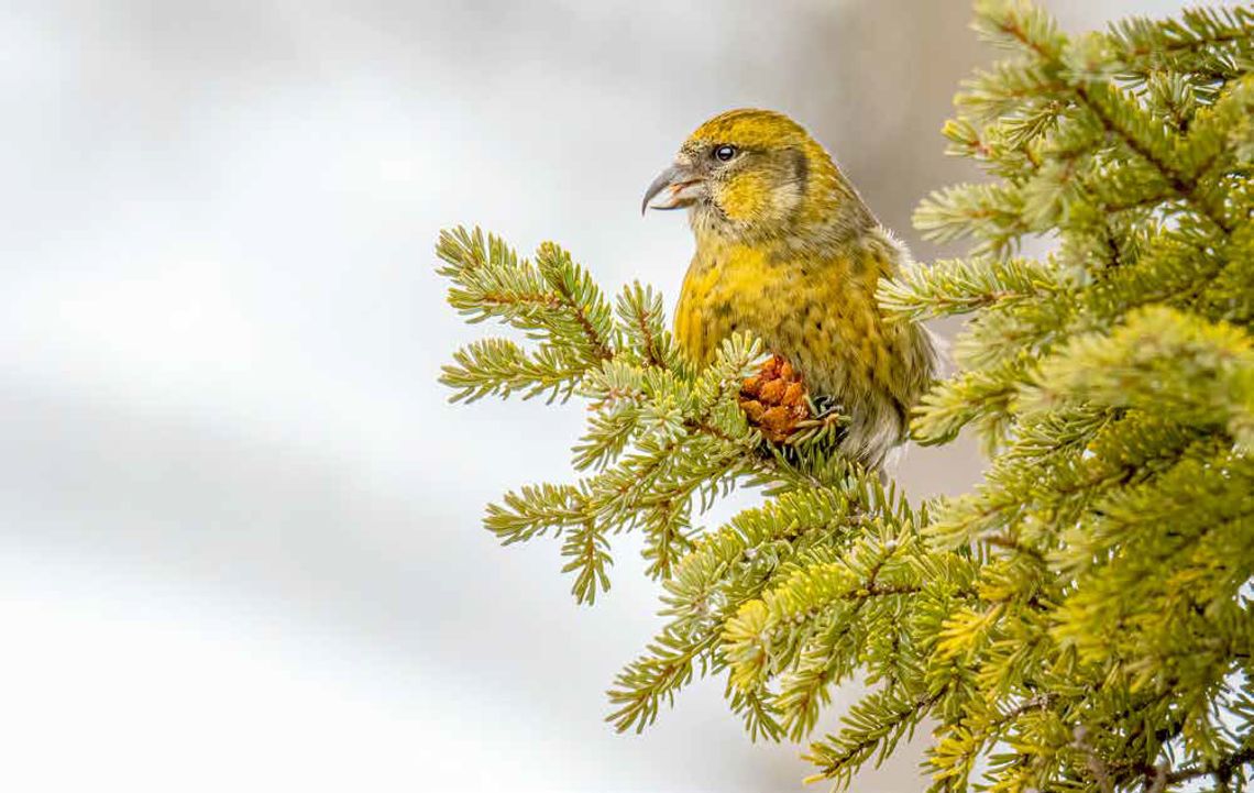 Find the Circles in the Arrowhead