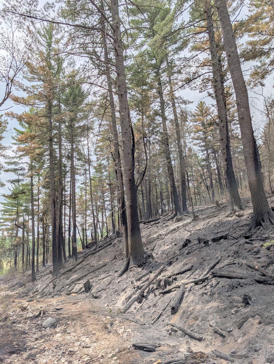 Forest Service chainsaw started the fire by North Arm Road