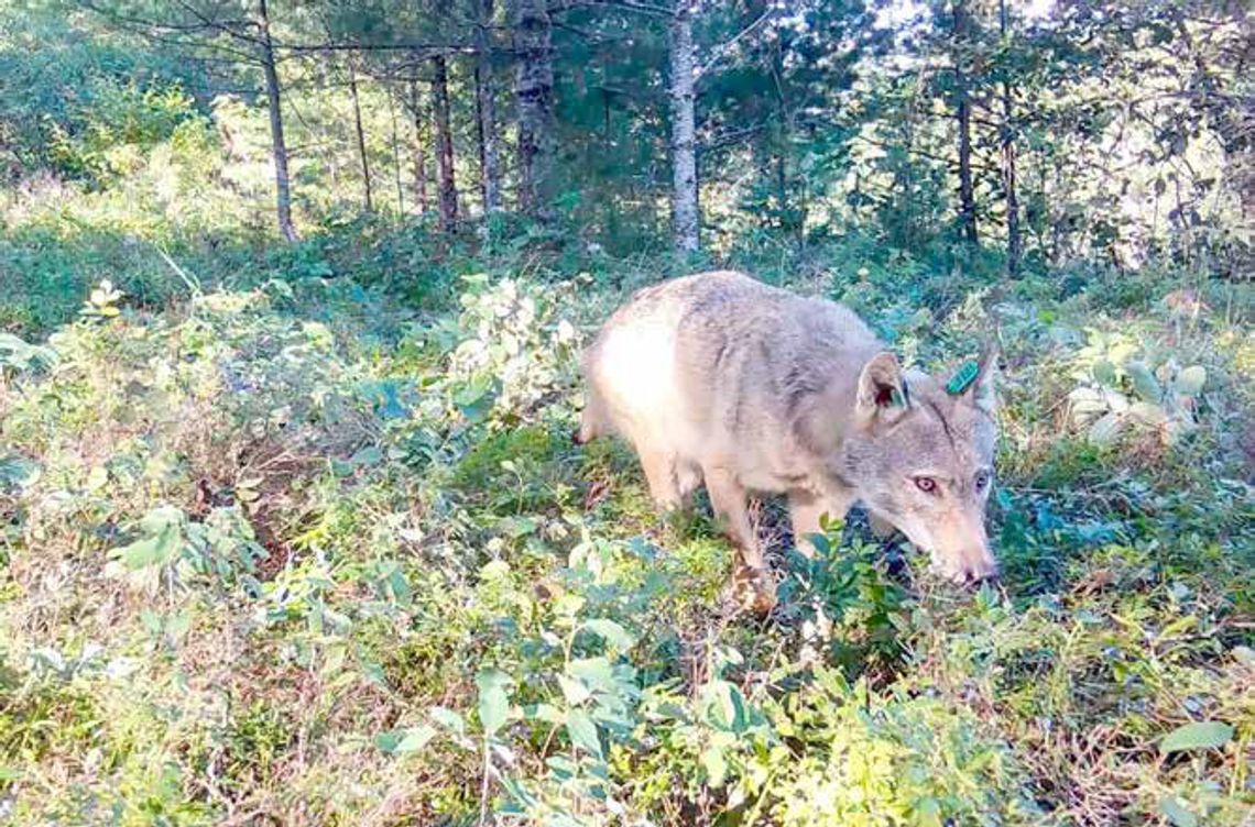 From poop to plants, how wolves are helping blueberries to grow and spread in northern Minnesota From poop to plants, how wolves are helping blueberries to grow and spread in northern Minnesota