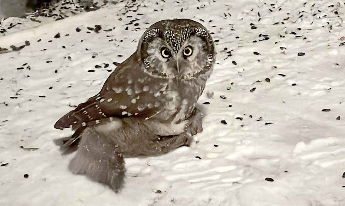 Have We Met and Do You Know My Name? Have We Met and Do You Know My Name?