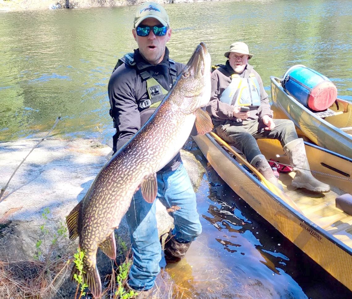 Huge pike caught in Boundary Waters would have broken Minnesota’s state record, except for one technicality