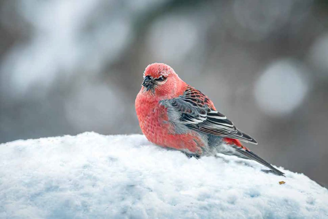 Moon Halo Inspires Thoughts and Maybe Action