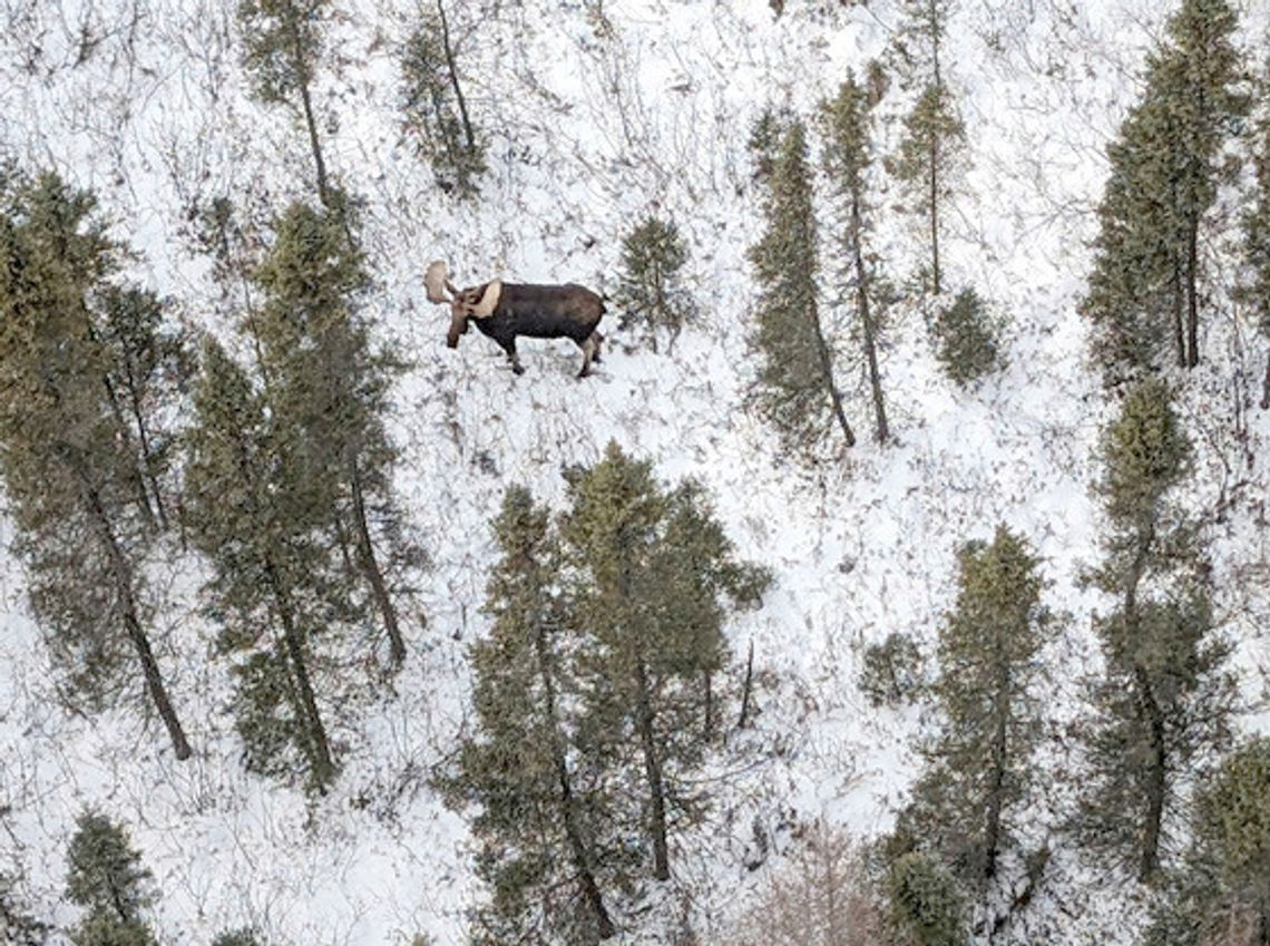 Moose population remains “relatively stable”