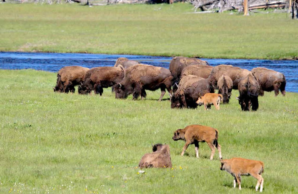 National Bison Day