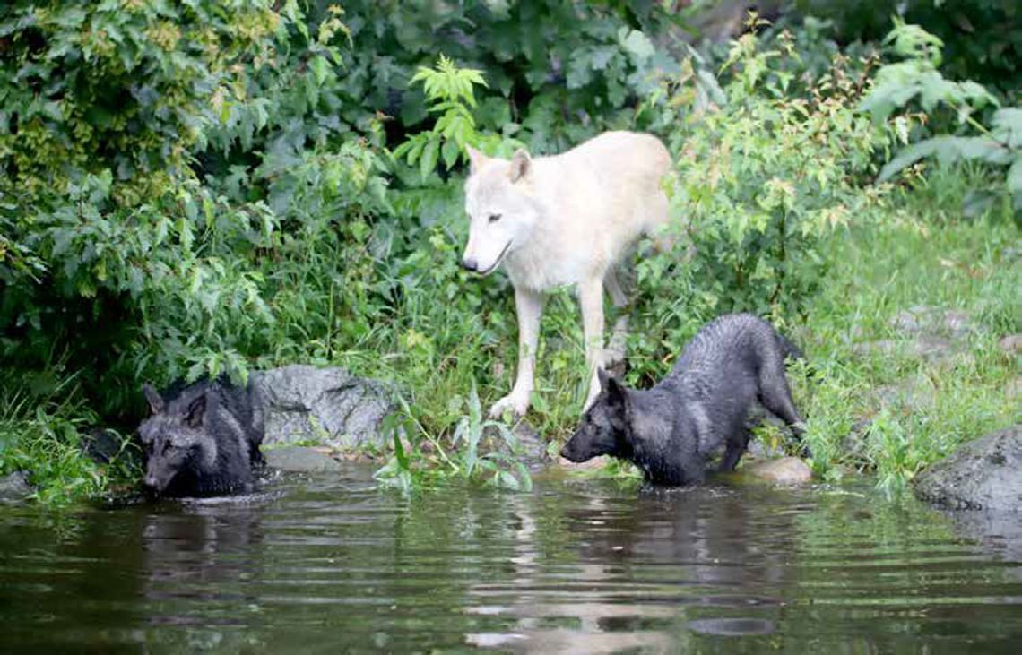 New pups Cedar and Rowan join exhibit pack at Ely’s International Wolf Center