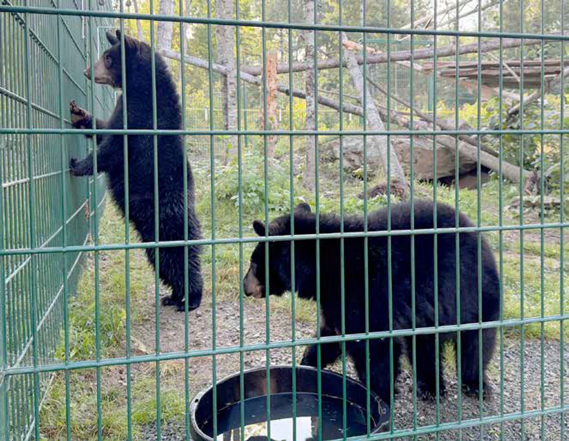 North American Bear Center welcomes cubs Koda and Jasper North American Bear Center welcomes cubs Koda and Jasper