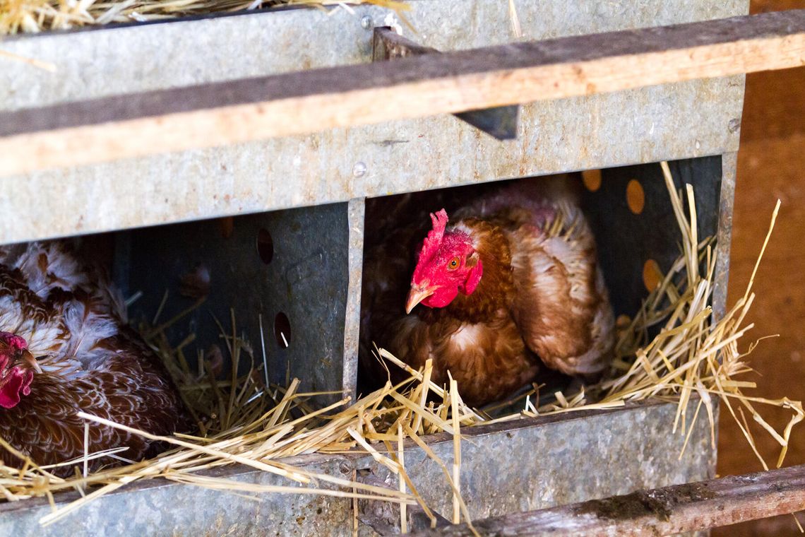 Public balks on allowing chickens