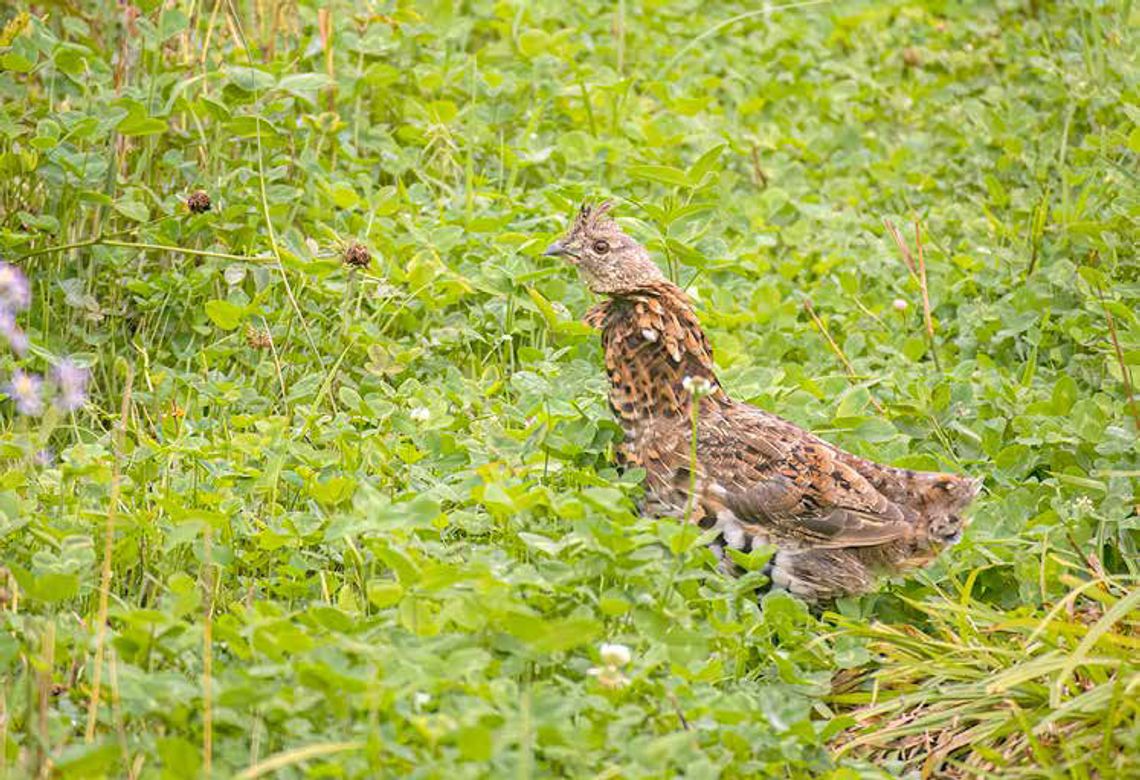 Ruffed grouse counts lower this year after a strong peak last year