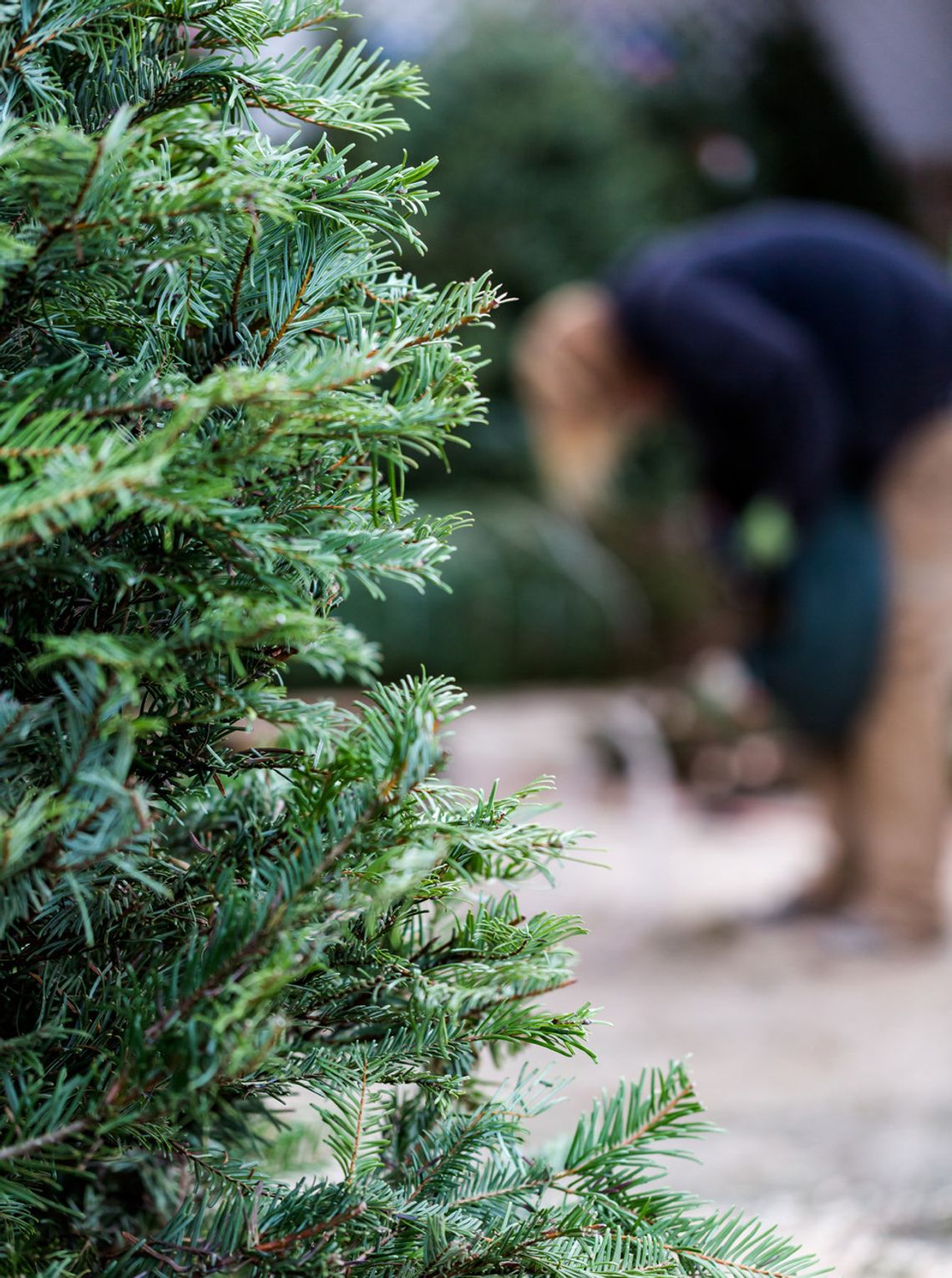 Seasonal forest products available from USFS