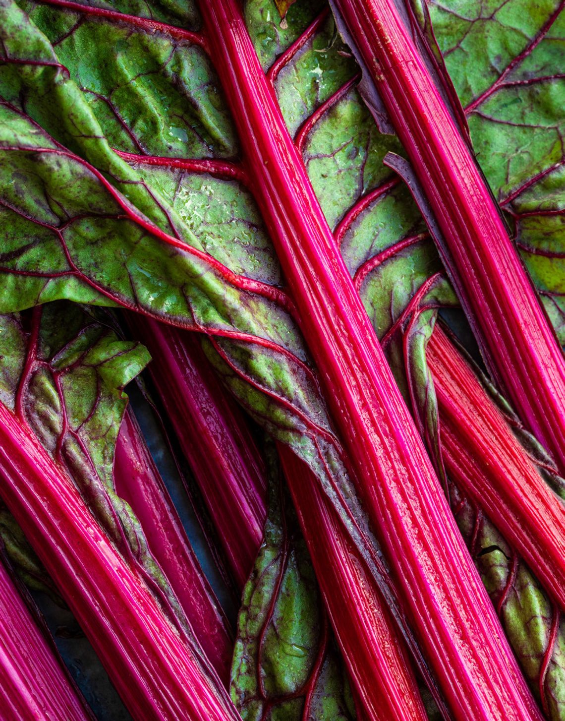 SOUR CREAM RHUBARB BARS