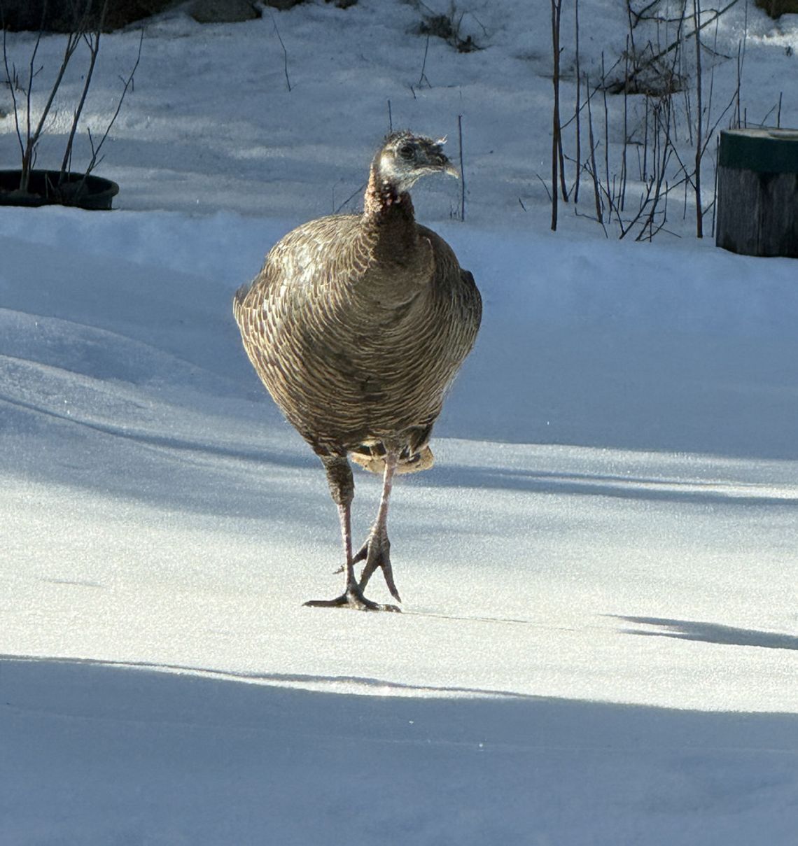 This week’s Minnesota DNR Conservation Officer reports
