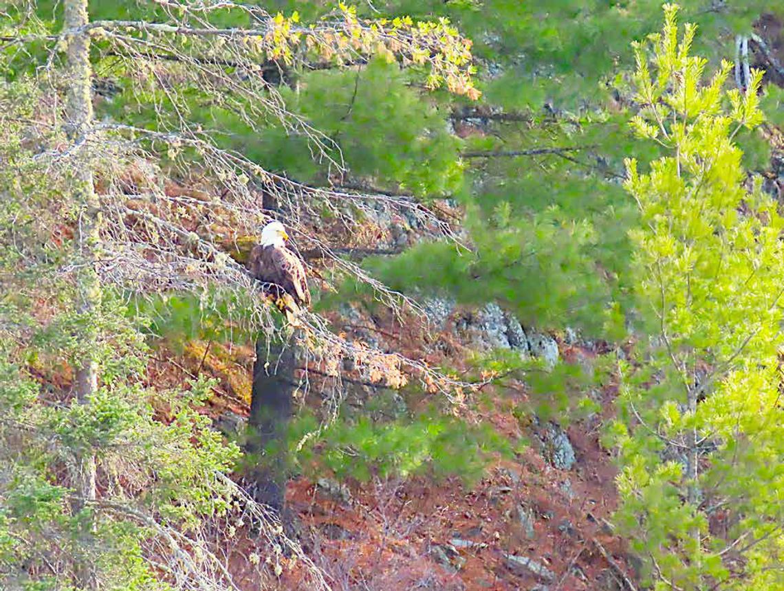 WHAT RAPTORS ARE LIVING IN YOUR NEIGHBORHOOD? WHAT RAPTORS ARE LIVING IN YOUR NEIGHBORHOOD?